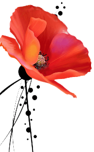 coquelicot symbole soldats morts durant la 1ère guerre mondiale